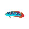 Sky Blue Diamontail Wrasse