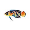 Fairy Wrasse - Set 1