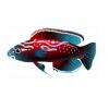 Navy Fairy Wrasse