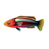 Sky Stripe Fairy Wrasse