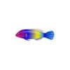 Wrasse 6