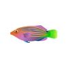 Fourstripe Wrasse