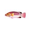 Ringtail Wrasse