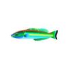 Smalltail Wrasse