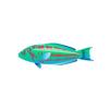 Surge Wrasse