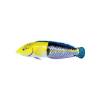 Yellowhead Wrasse