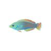 Blue Fantasy Wrasse