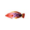 Peach Flaked Wrasse