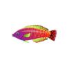 Pink Dream Wrasse