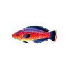 Red Polka Wrasse