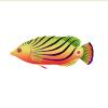 Abstract Lined Wrasse