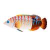 Wrasse - Set 4