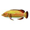 Watermelon Lined Wrasse